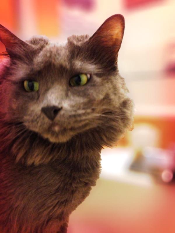/Images/uploads/Humane Society of Utah/HSU2018/entries/4031thumb.jpg